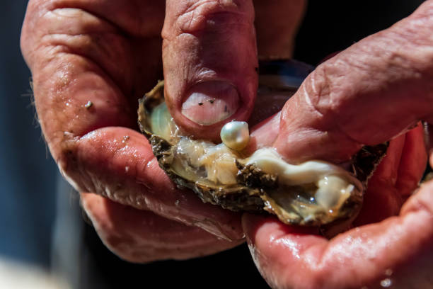 Aussie Gems: Why You Should Visit The Broken Bay Pearl Farm